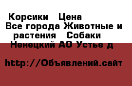 Корсики › Цена ­ 15 000 - Все города Животные и растения » Собаки   . Ненецкий АО,Устье д.